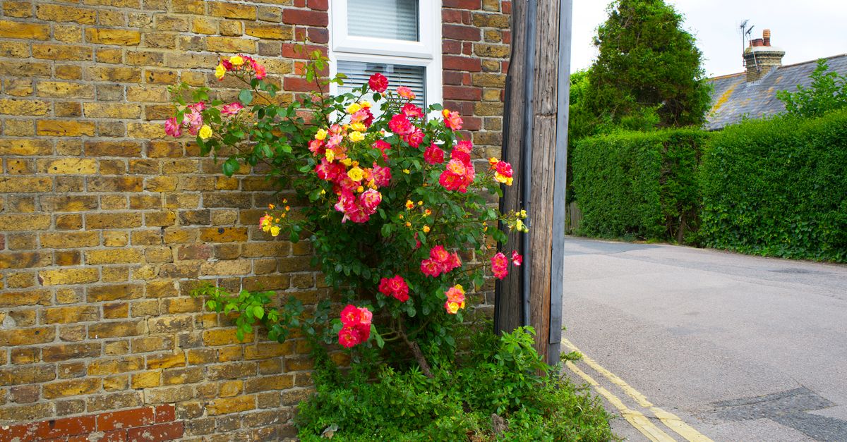 Walls example 5